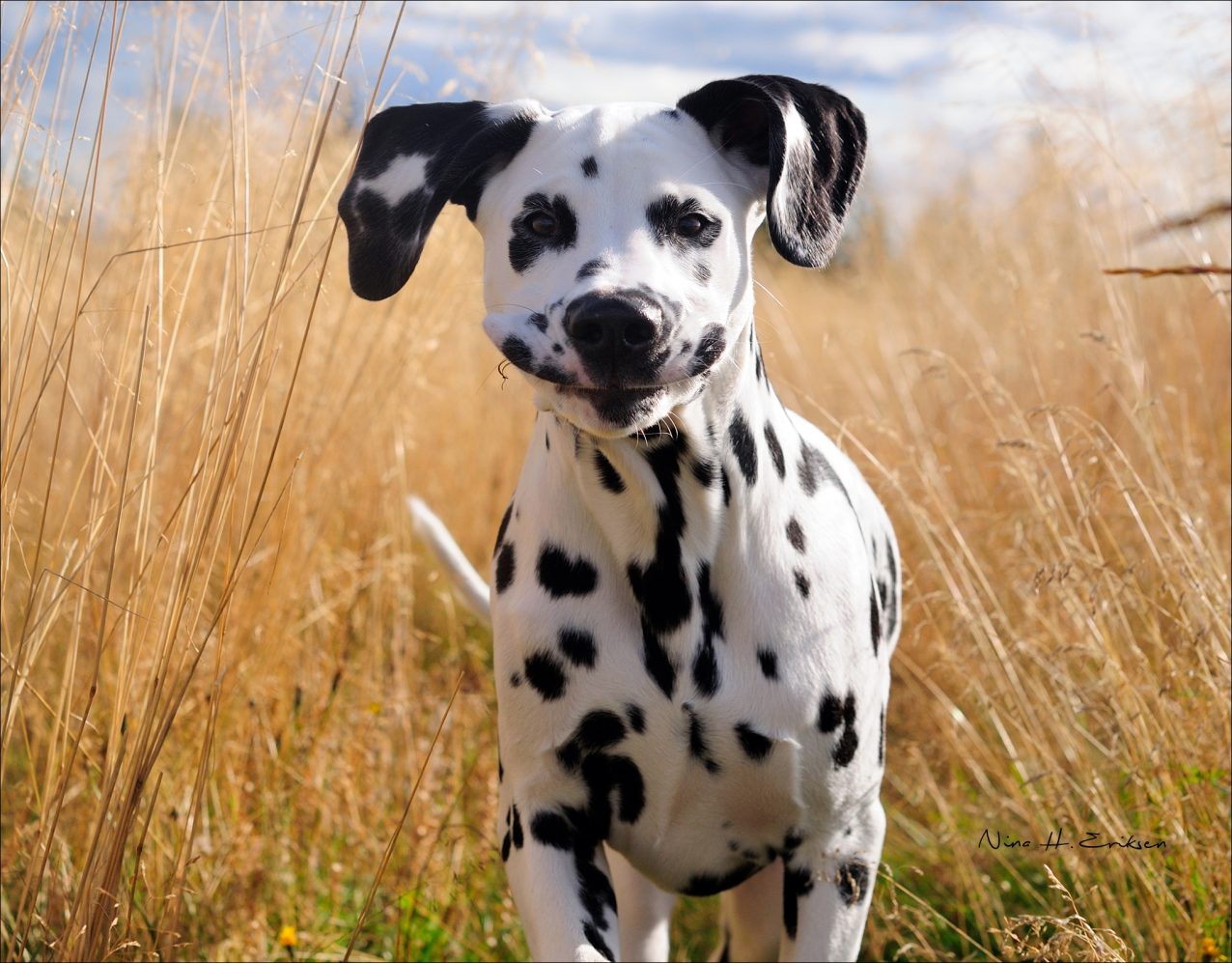 Strå Dogs & Dalmatians